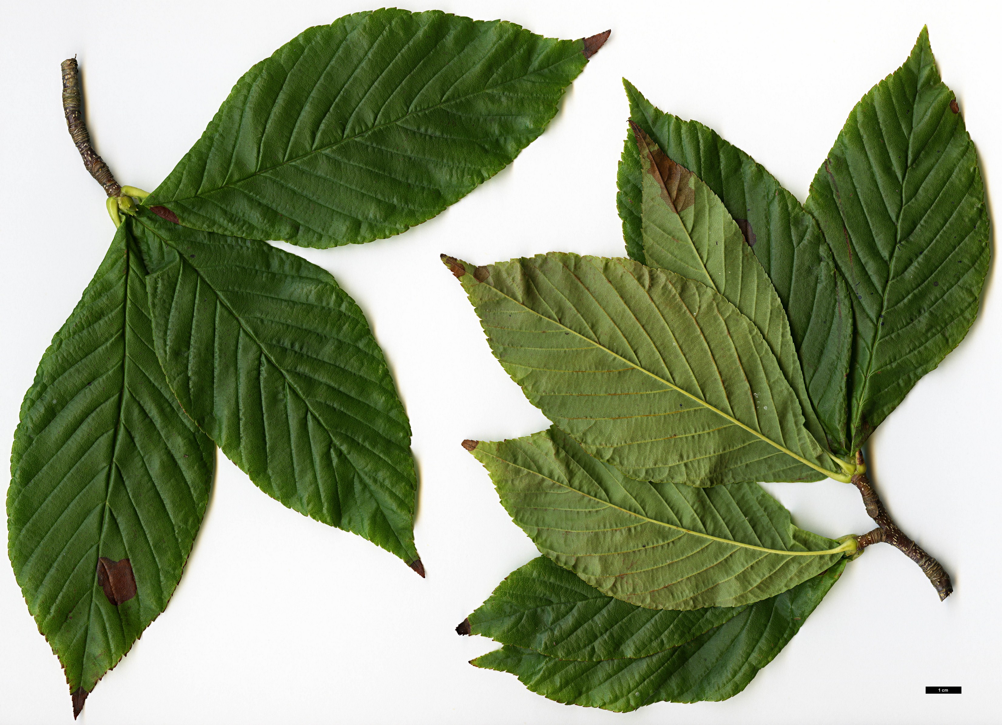 High resolution image: Family: Rosaceae - Genus: Sorbus - Taxon: brevipedunculata